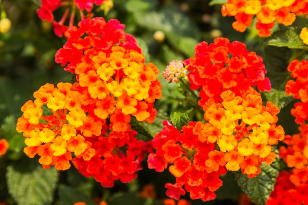 Beautiful Colorful Hedge Flower, Weeping Lantana