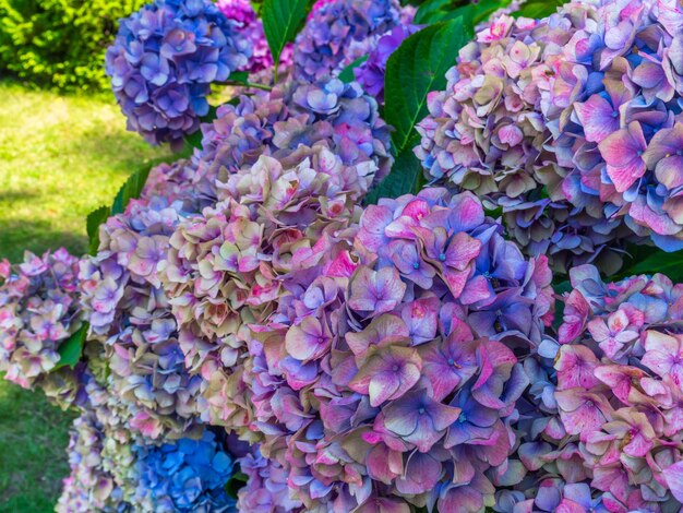 Beautiful Colorful Hydrangea selective focus Beauty in nature Hydrangea macrophylla selective focus