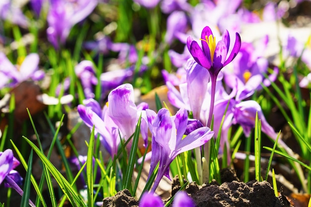 Beautiful colorful magic blooming first spring flowers purple crocus in wild nature. Horizontal, copy space, selective focus.