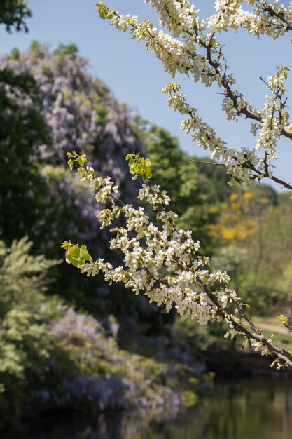 Beautiful colorful natural spring flowers as a nature background