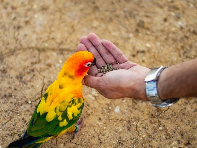 beautiful Colorful parrot sitting on human finger.