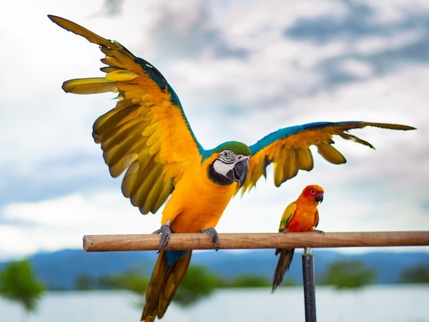 beautiful Colorful parrot 