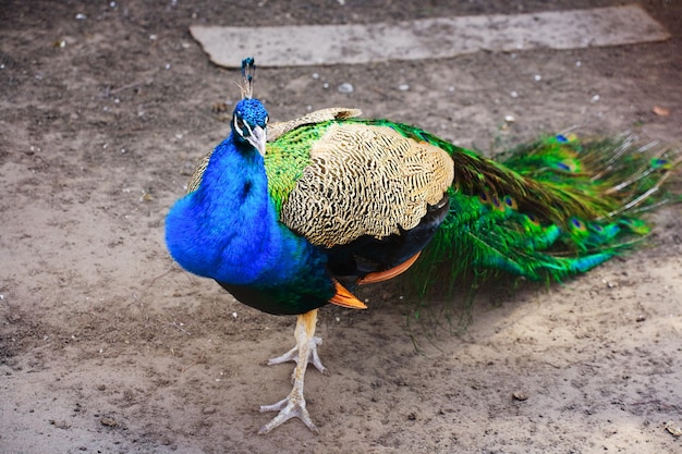 Beautiful colorful peacock with lowered tail