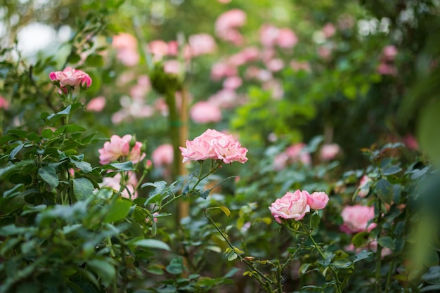 Beautiful colorful pink roses flower in the garden