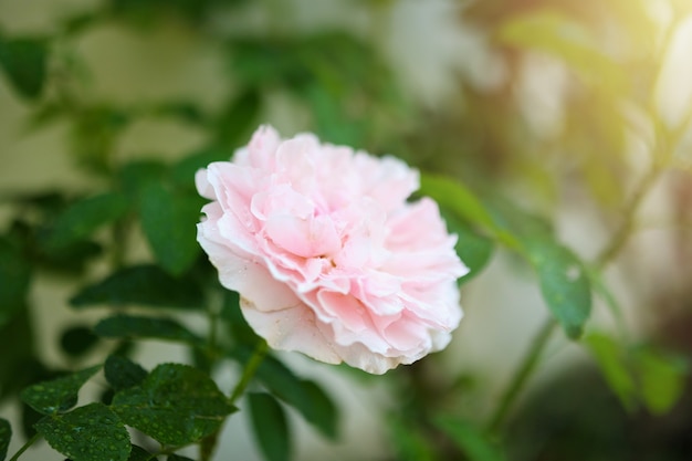 Beautiful colorful pink roses flower in the garden