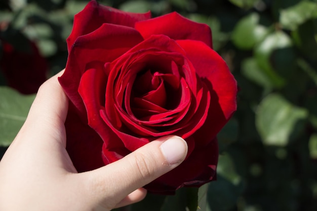 Beautiful colorful Rose Flower in hand