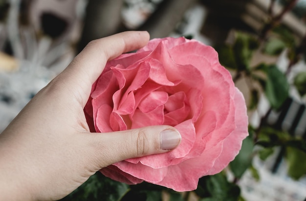 Beautiful colorful Rose Flower in hand