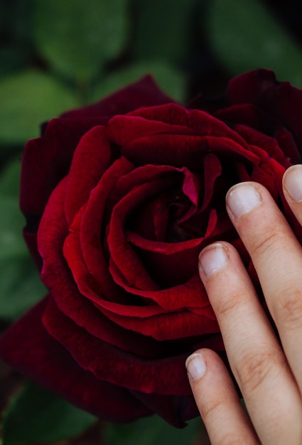 Beautiful colorful Rose Flower in hand