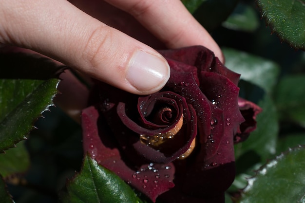 Beautiful colorful Rose Flower in hand