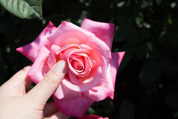 Beautiful colorful Rose Flower in hand