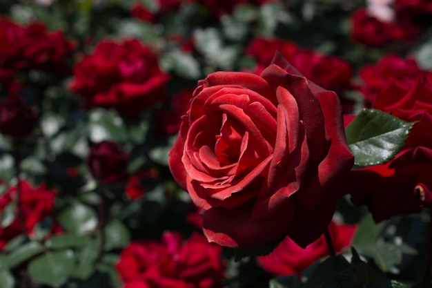 Beautiful colorful Rose Flower