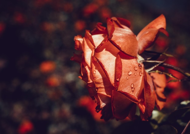 Beautiful colorful Rose Flower