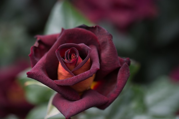 Beautiful colorful Rose Flower