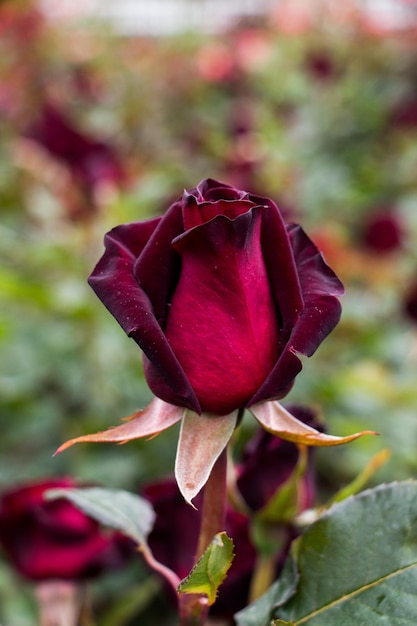 Beautiful colorful Rose Flower