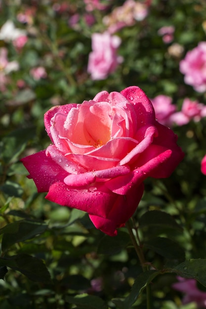 Beautiful colorful Rose Flower