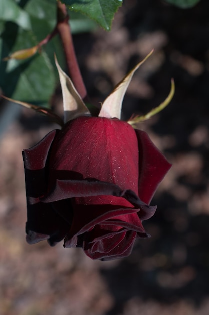 Beautiful colorful Rose Flower