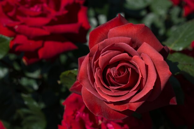 Beautiful colorful Rose Flower