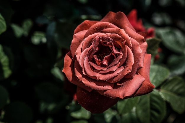 Beautiful colorful Rose Flower