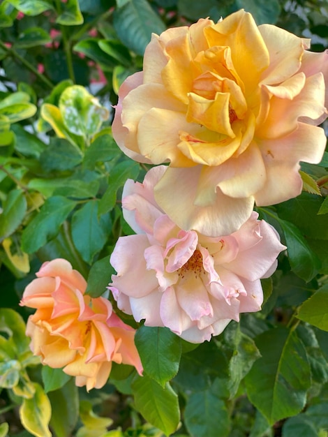 Beautiful colorful roses in the garden on a sunny summer day