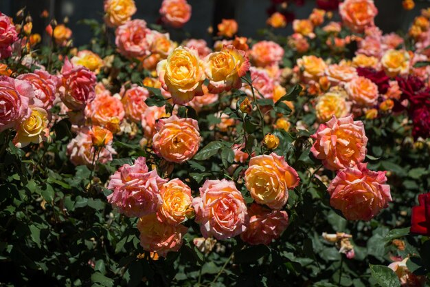 Beautiful colorful roses in a rose garden