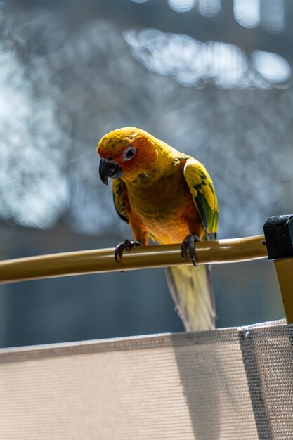 Photo beautiful colorful sun conure parrot birds aratinga solstitialis exotic pet adorable selective focus