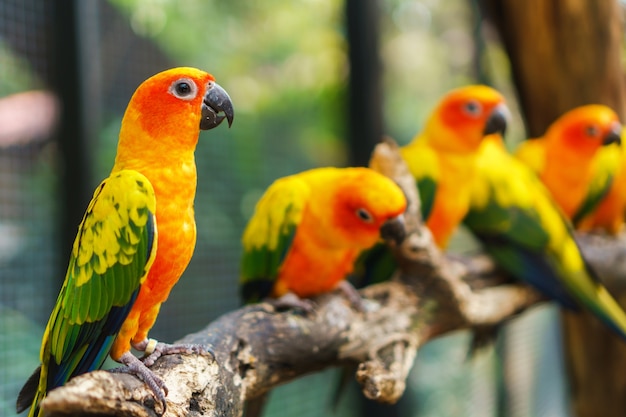 Beautiful colorful sun conure parrot birds on the tree branch