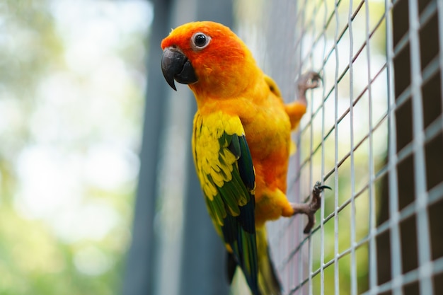 Beautiful colorful sun conure parrot birds on wire mesh