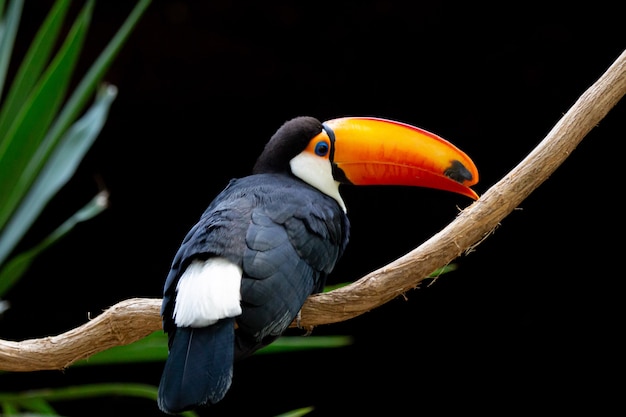 Beautiful colorful toco toucan in the tree with yellow beak in the Amazon