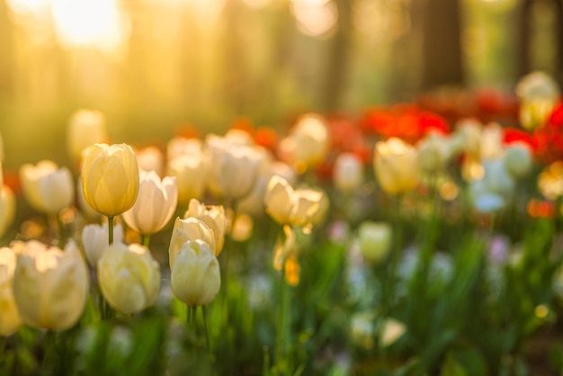 Beautiful colorful tulips blooming in tulip field in garden peaceful blurry sunset nature landscape