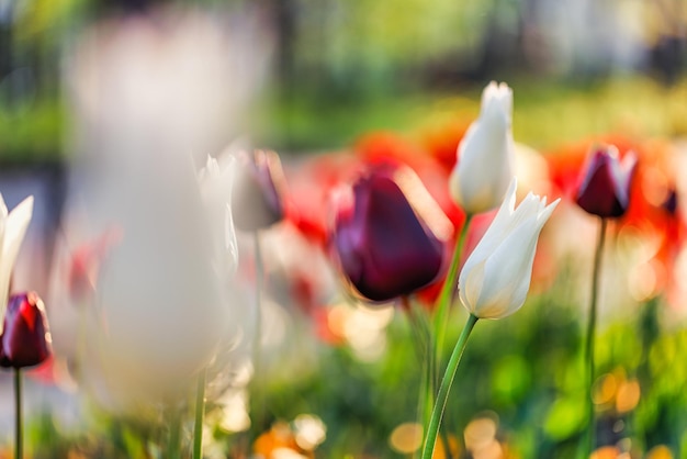 Beautiful colorful tulips blooming in tulip field in garden with blurry sunset nature landscape