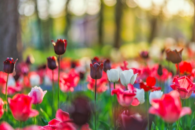 Beautiful colorful tulips blooming in tulip field in garden with blurry sunset nature landscape