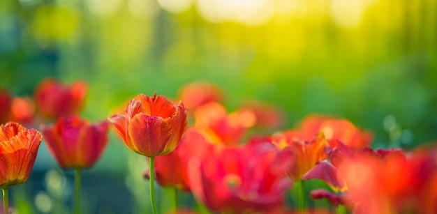 Beautiful colorful tulips on blurred spring sunny nature landscape. Bright blooming tulip flowers