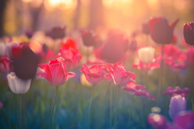 Beautiful colorful tulips on blurred spring sunny nature landscape. Bright blooming tulip flowers