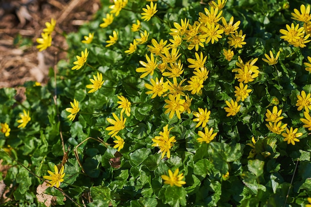 Beautiful colorful and vibrant flower bush with yellow petals and green leaves growing in sunshine outside in nature Closeup of pretty Ficaria verna in an organic floral garden on sunny spring day