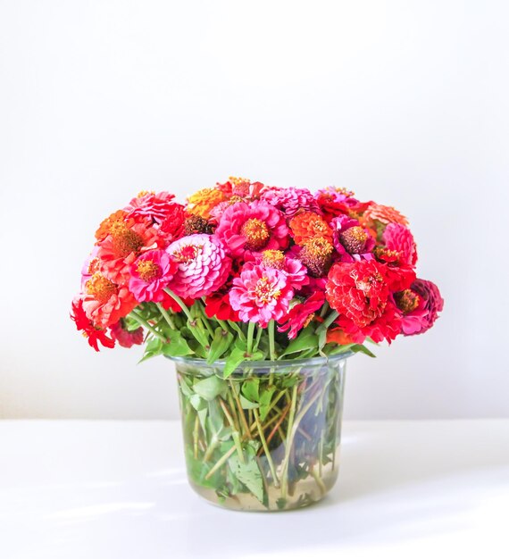 Beautiful colorful zinnia flowers.