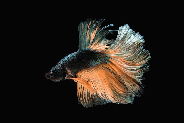 Beautiful colors"Halfmoon Betta" capture the moving moment beautiful of siam betta fish in thailand on black background