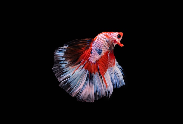 Beautiful colors"Halfmoon Betta" capture the moving moment beautiful of siam betta fish in thailand on black