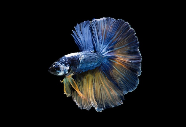 Beautiful colors"Halfmoon Betta" capture the moving moment beautiful of siam betta fish in thailand on black