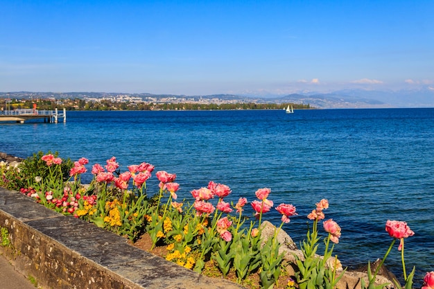 Beautiful colourful spring tulips on the background of Alps Mountains and Lake Geneva in Morges Switzerland