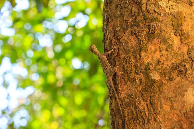 beautiful Common Gliding Lizard or Common Flying Drago