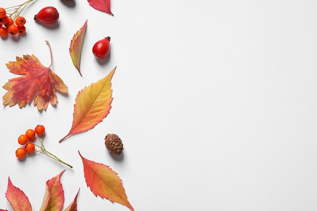 Beautiful composition with autumn leaves on white background flat lay Space for text