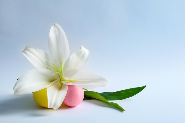 Beautiful composition with lily and Easter eggs on white background