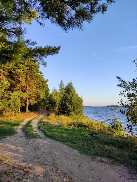 Beautiful coniferous forest on the river bank