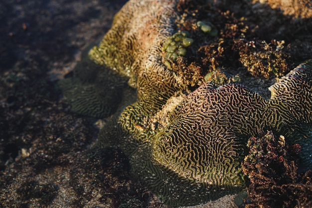 Photo beautiful coral on the beach