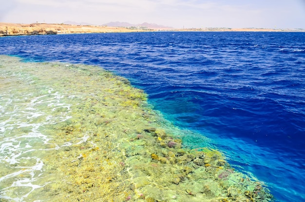 Beautiful coral reef in the sea under the water Egypt Sharm El Sheikh