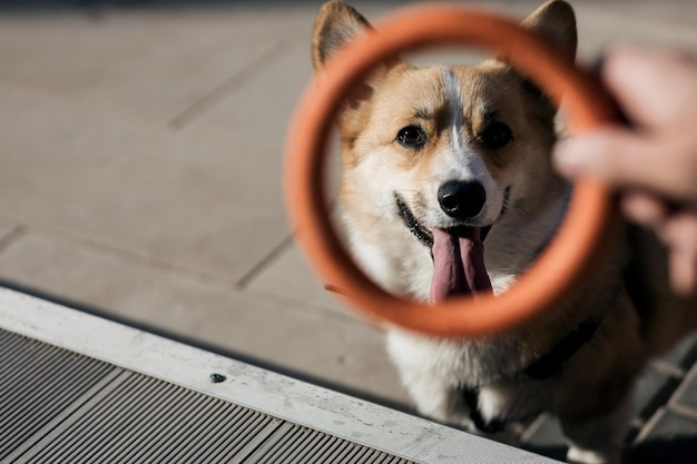 Beautiful Corgi dog