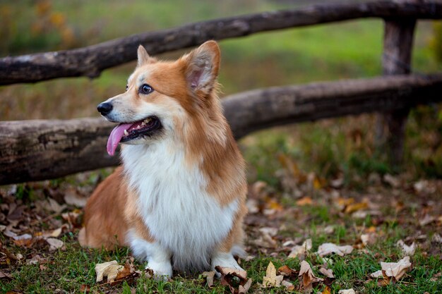 Beautiful corgi fluffy portrait at the outdoor. autumn