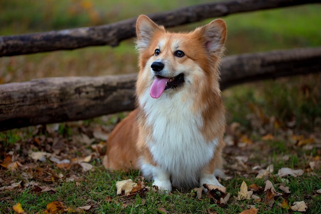 Beautiful corgi fluffy portrait at the outdoor. autumn