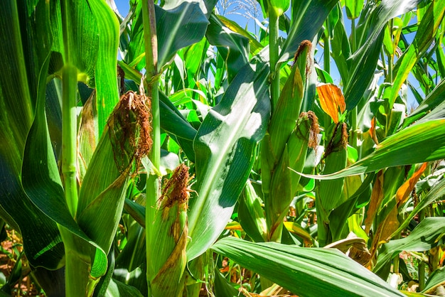 Beautiful cornfield, corn plantation and blue sky.