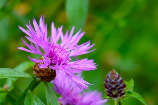 A beautiful cornflower blooms in a meadow in spring or summer Nature background Wild flower